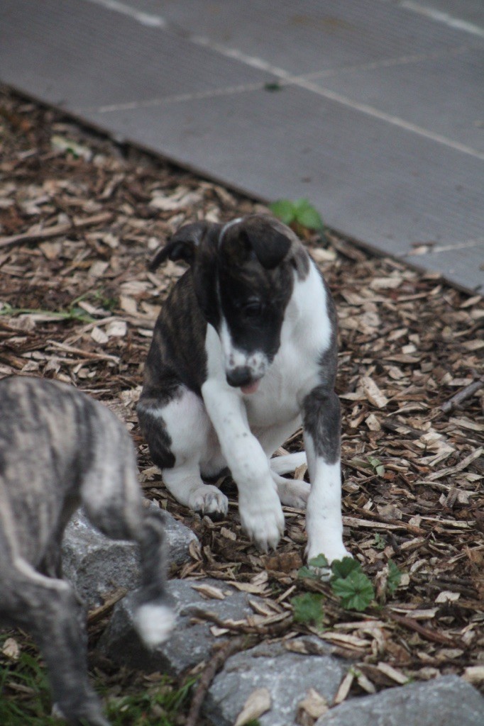 Du Croquet Des Danebury's - Chiot disponible  - Whippet