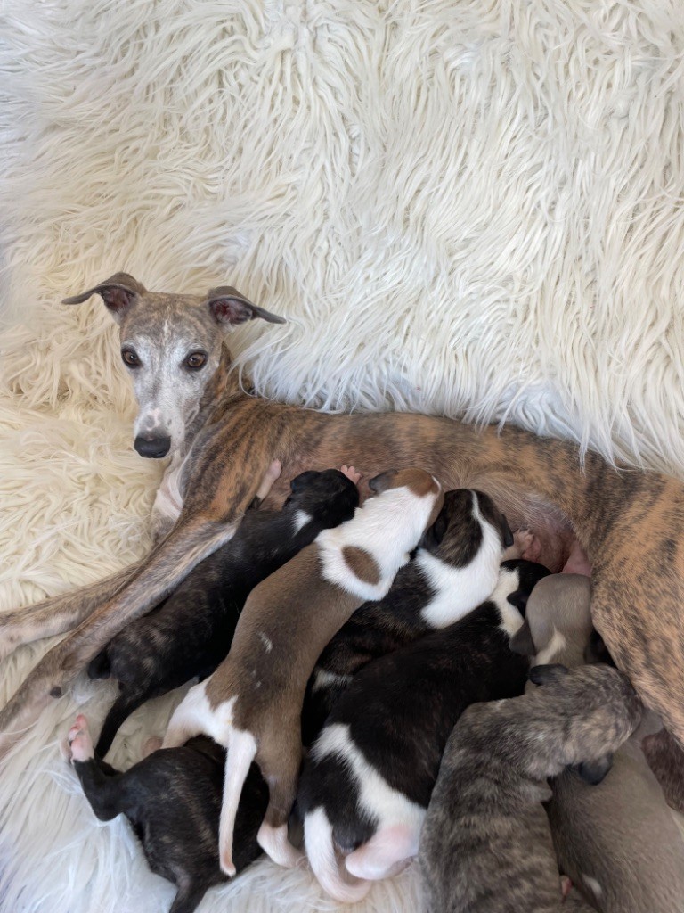 chiot Whippet Du Croquet Des Danebury's