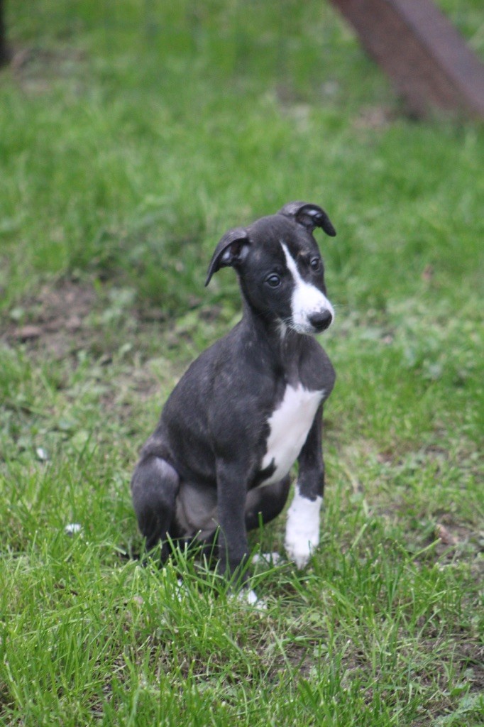 Du Croquet Des Danebury's - Chiot disponible  - Whippet