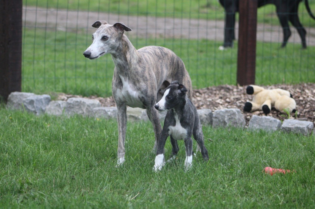 Du Croquet Des Danebury's - Chiot disponible  - Whippet