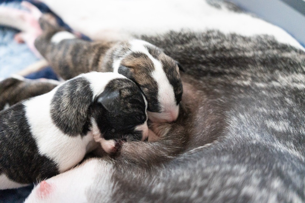 Les bébés de l'année sont arrivés 