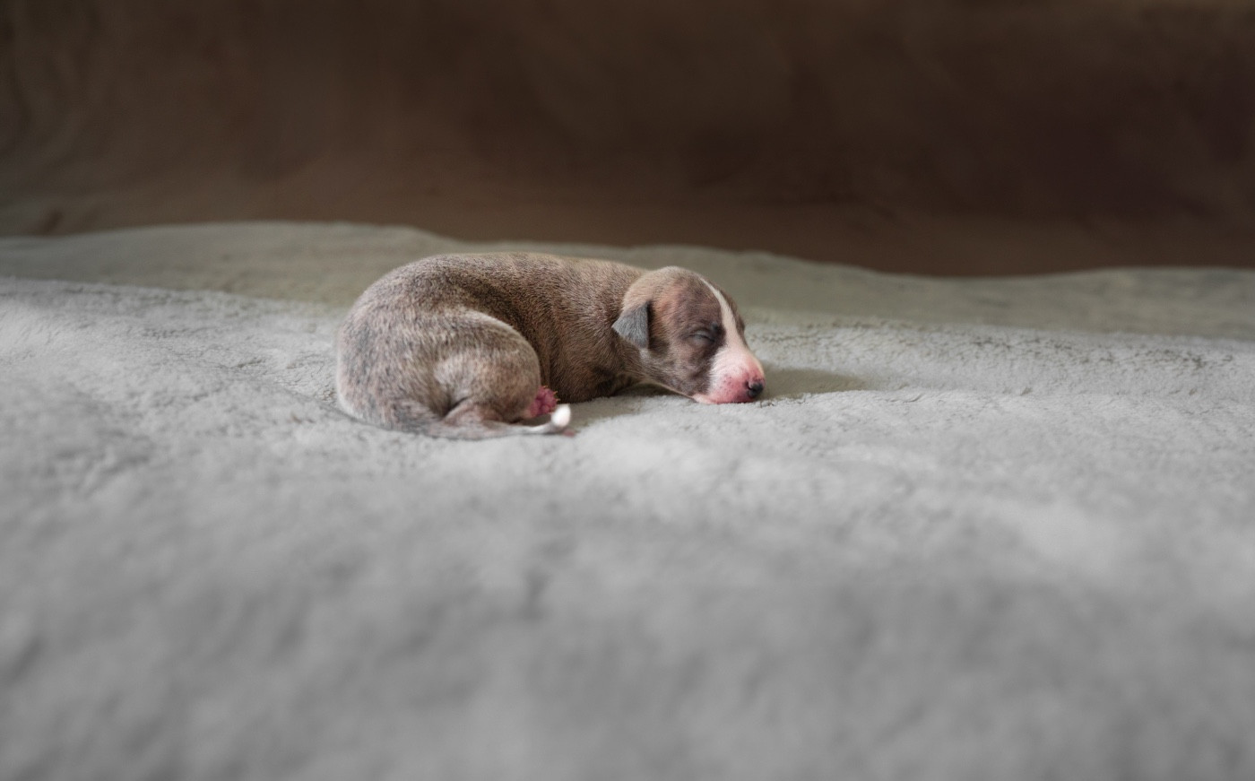 Du Croquet Des Danebury's - Chiots disponibles - Whippet