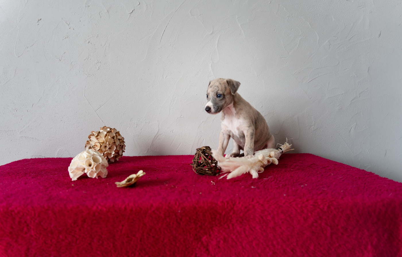 Du Croquet Des Danebury's - Chiots disponibles - Whippet