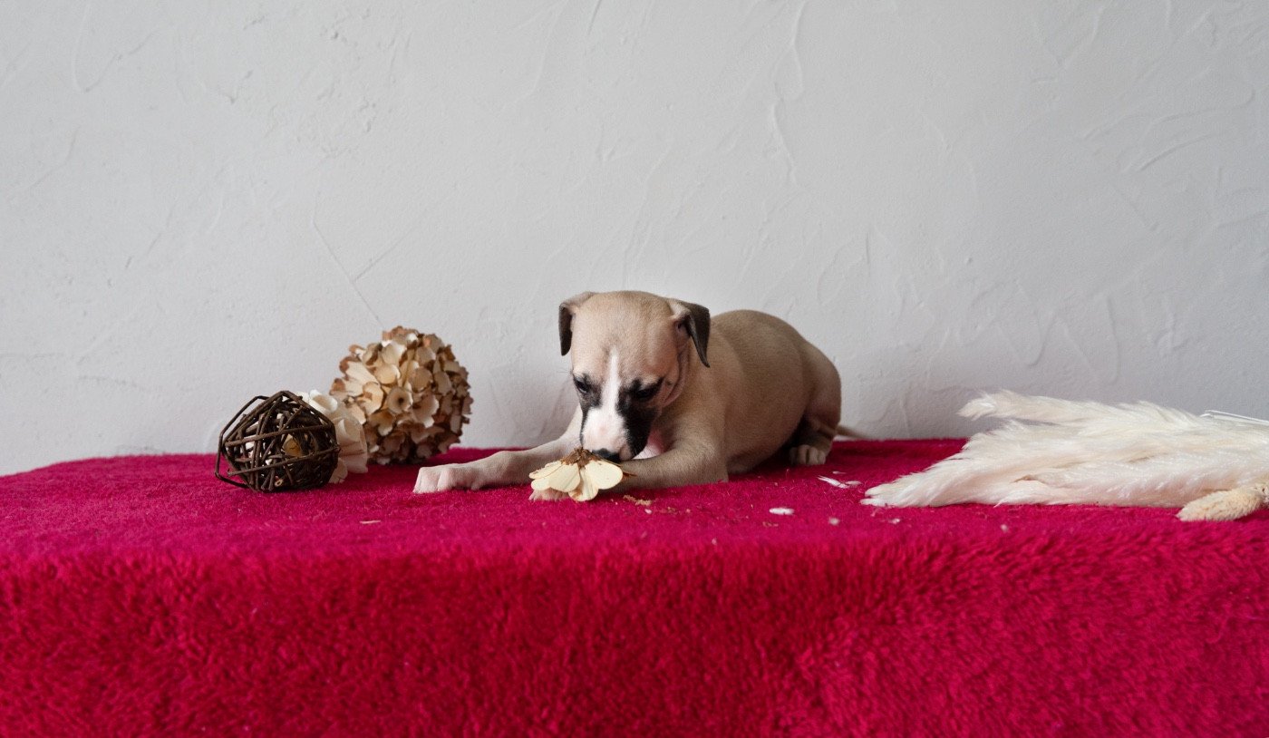 Du Croquet Des Danebury's - Chiots disponibles - Whippet