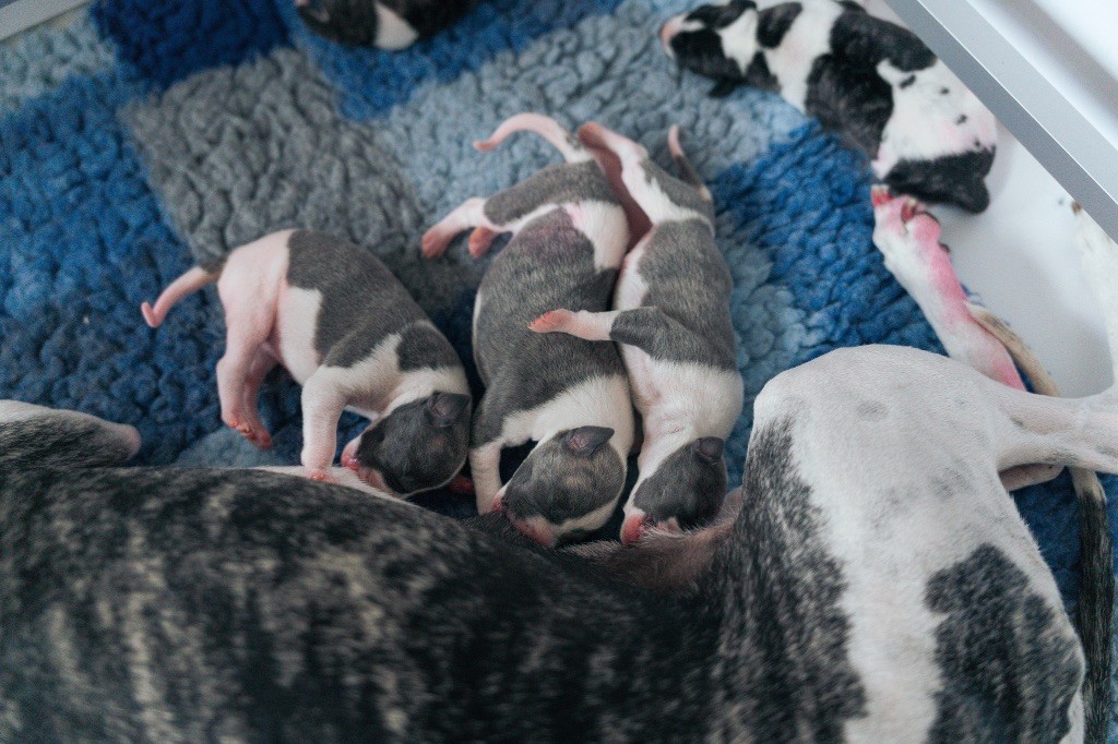 Du Croquet Des Danebury's - Chiots disponibles - Whippet
