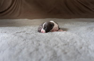 CHIOT 7