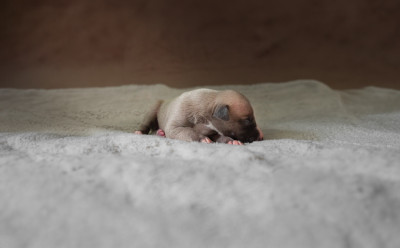 CHIOT 3