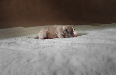 CHIOT 4