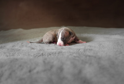 CHIOT 5