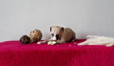 CHIOT 2
